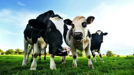 US burger demand bodes well for NZ beef farmers, economist says