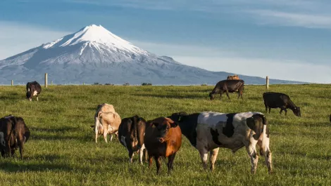 How agritech is transforming New Zealand's agriculture industry