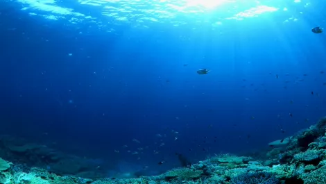 New undersea cable for Kiwis in last stages of construction