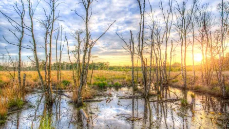 Birch clouds fall 442393