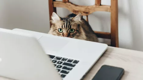 Animates data breach affects thousands of online customers