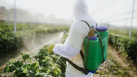 Pesticide exposure increases respiratory disease risk